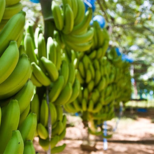 Bananes--fairtrade
