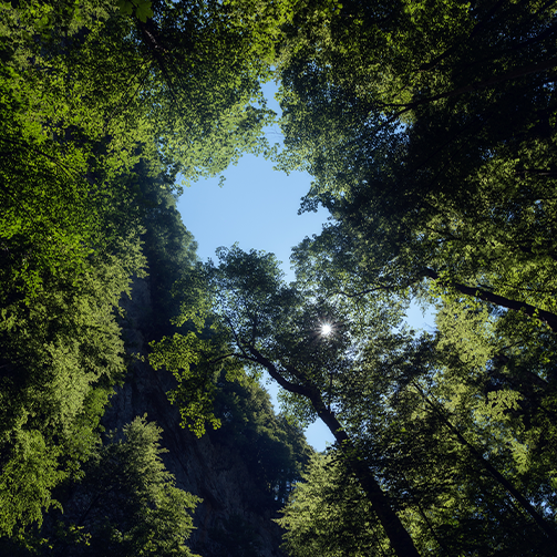 Banner-Card-déforestation