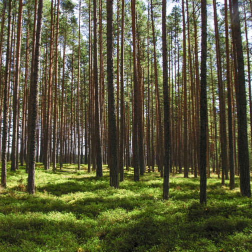 skog-503x503