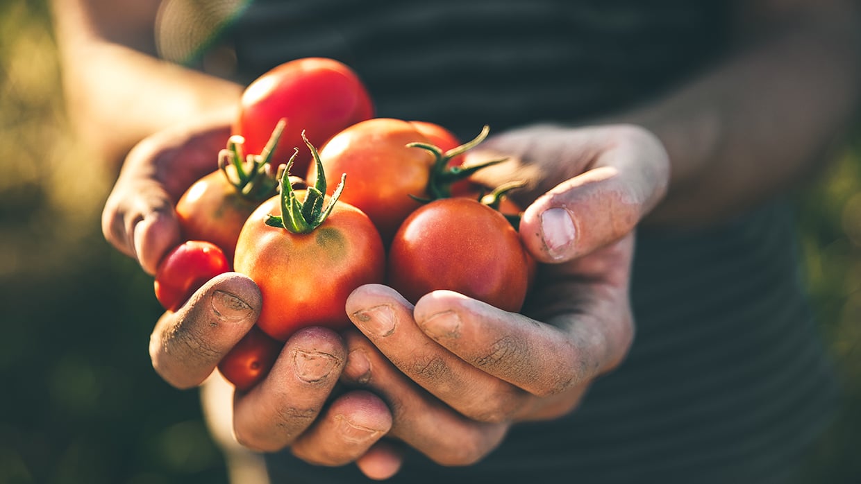 tomatoes1240x698