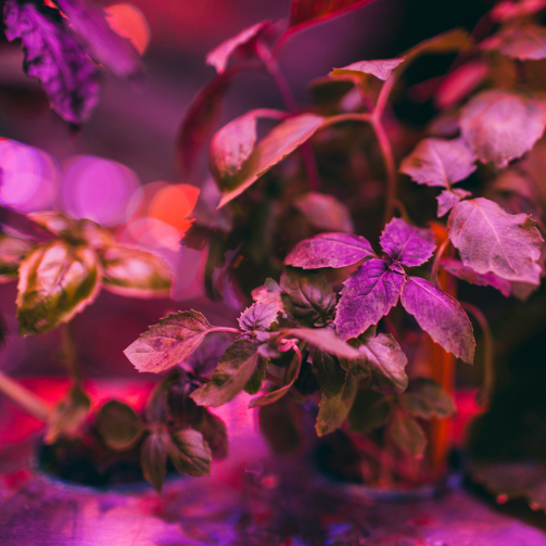 Basilika som odlas i hydroponiskt odlingsskåp