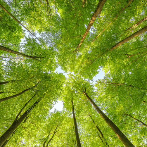 Better Tomorrow 2028 Sodexos nya hållbarhetsplan