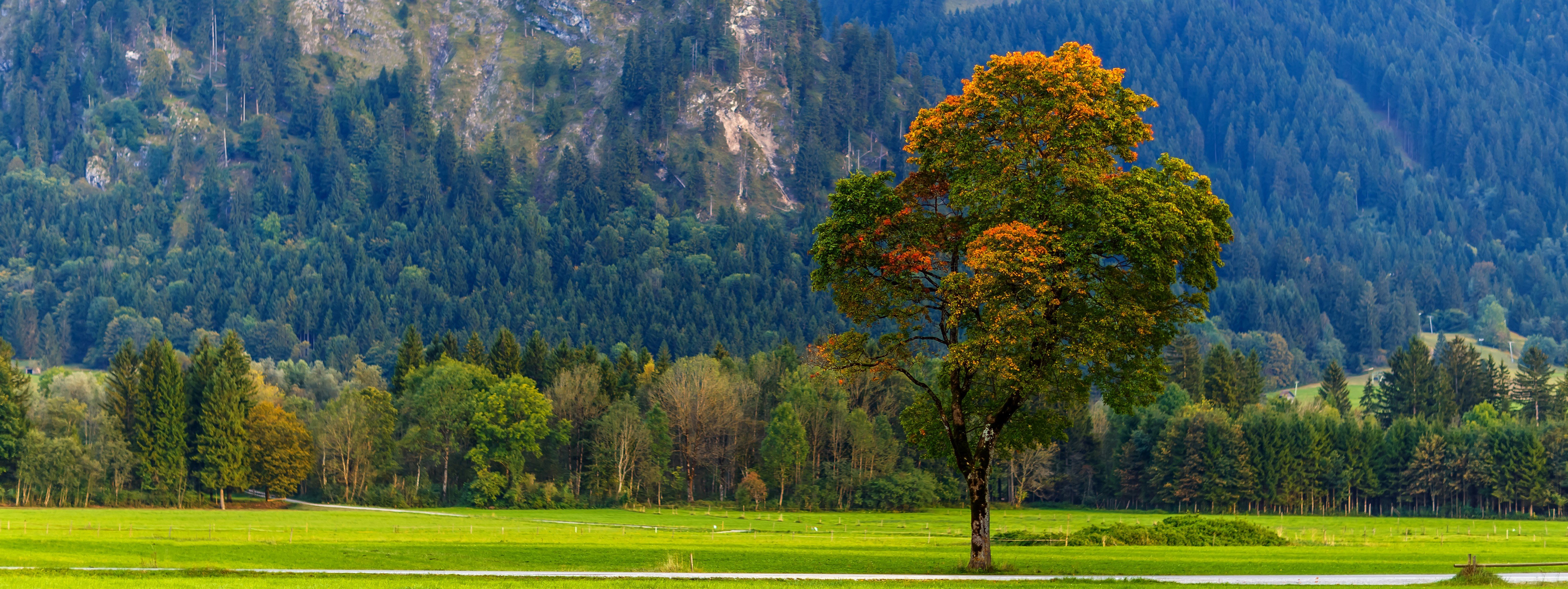 breathtaking-view-green-landscape-with-trees-cloudy-sky-sunrise