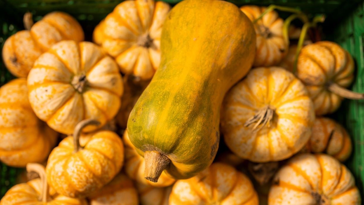 pumpkins_1240x698