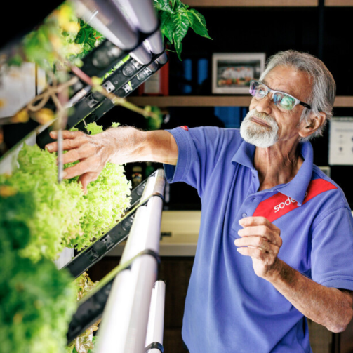 An elderly man in a blue shirt observing plants in a garden
