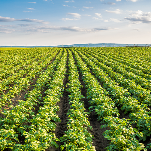 Card-slider_planet_food-waste_crop-field_503x503