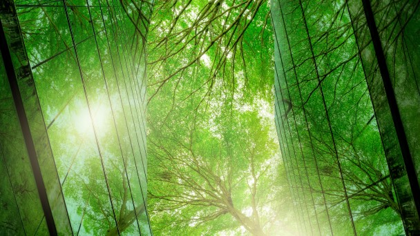 Lush green trees under a clear blue sky in a serene forest setting
