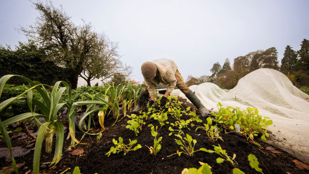 A man tending to plants in a garden, surrounded by greenery and flowers, under the bright sun