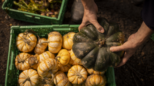 diverse-food-suppliers-608x342