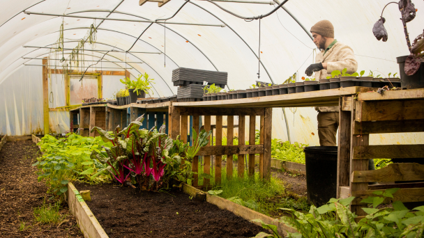A man tending to plants in a greenhouse