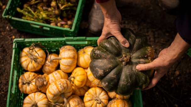 Person holding a pumpkin over a basket full of pumpkins