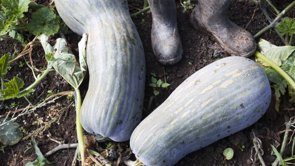 Two courgettes growing in a field, a farmer with boots on is standing by them