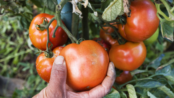 Tomatoes growing on a bush, a hand is grabbing one of them