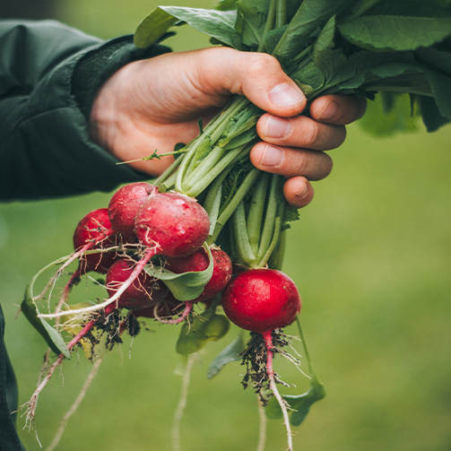 Hand holding radishes