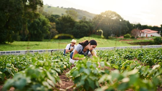 Local seasonable sustainable