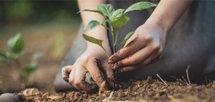 Plante settes i jorden