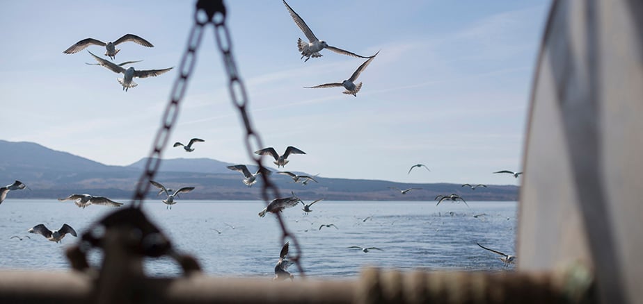 Bedriftsforsikring. Måler som flyr over havet. Bilde tatt fra båt. 