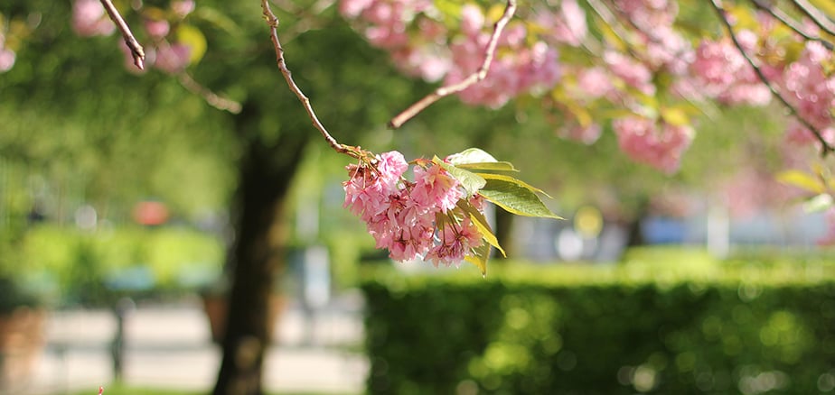 Nærbilde av kirsebærtre. Symbol på fondsparing som vokser og blomstrer over tid.