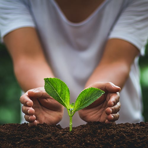 Dame som holder voksende plante mellom hendene.