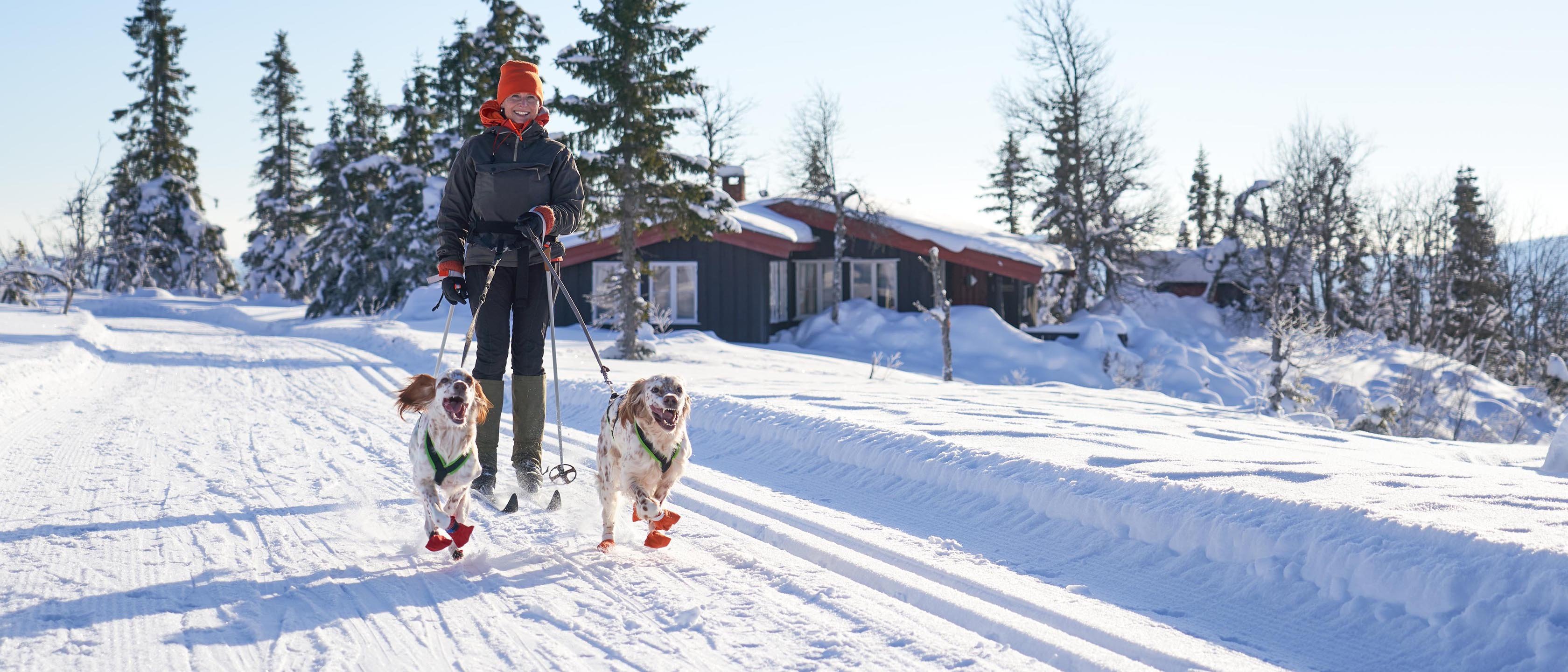 Dame i skisporet med to hunder.