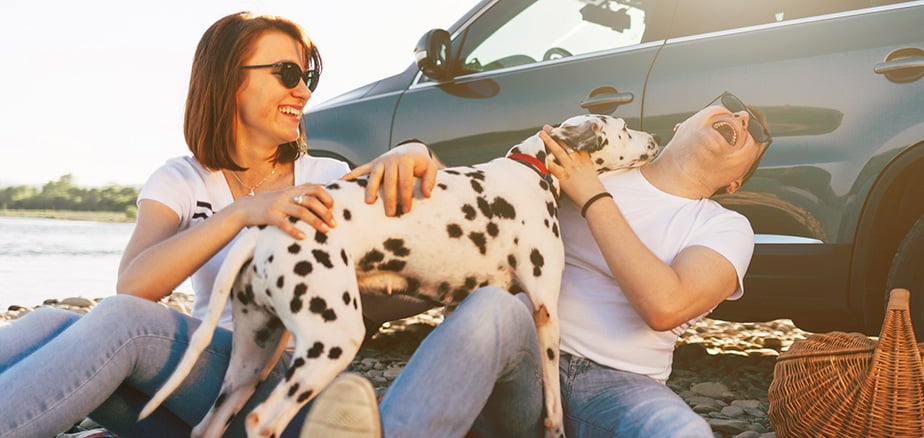 Hundeforsikring: Par siter foran bil med vilter hund på fanget.