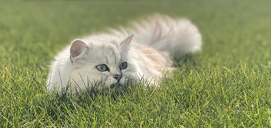 Katteforsikring: Hvit, lodden katt som hviler i gresset