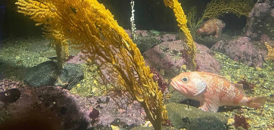 Eksotisk fisk i korallrev