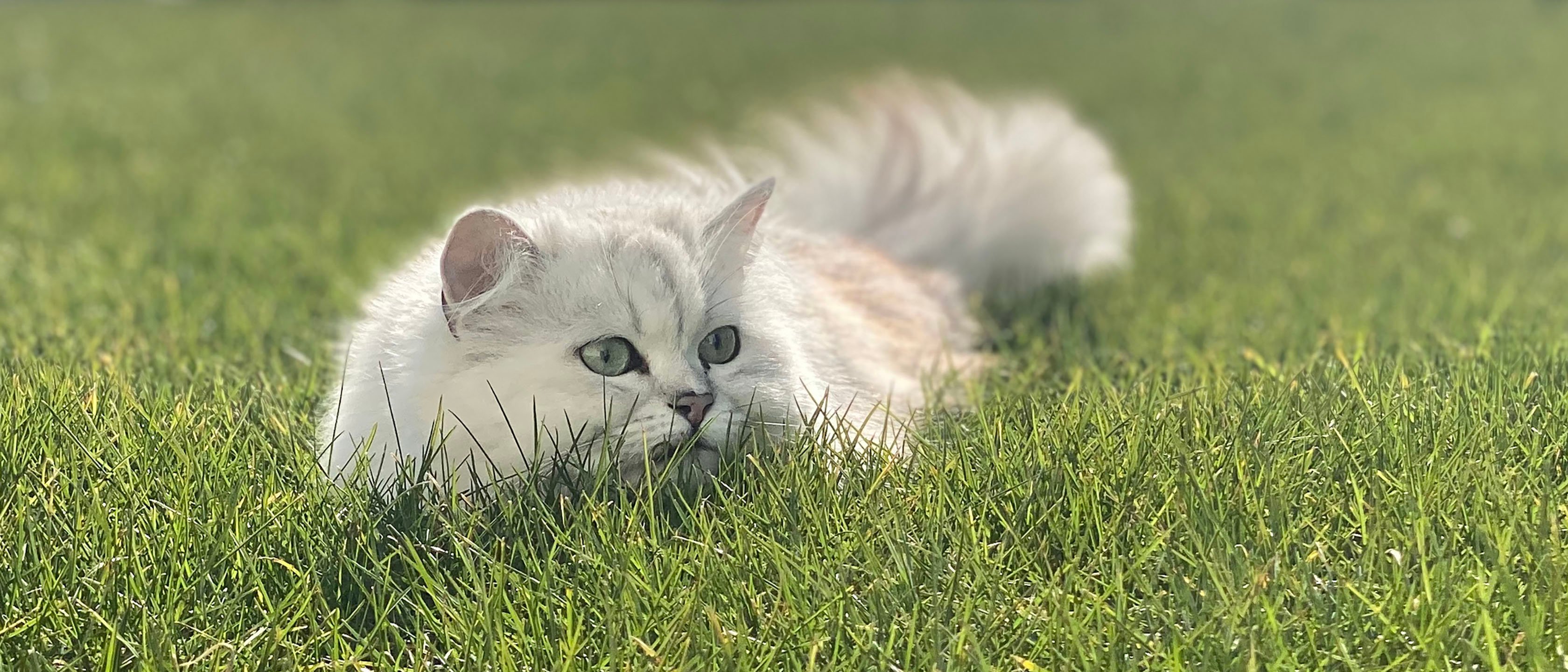 Katteforsikring: Hvit, lodden katt som hviler i gresset