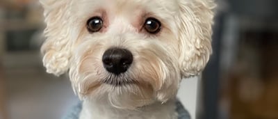 Billy hund 1040x446