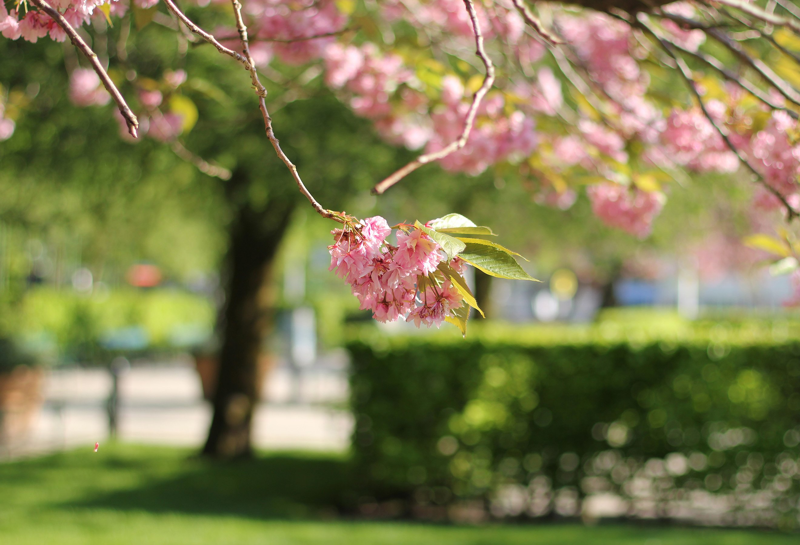 Nærbilde av japansk kirsebærtre - fondssparingen din vil vokse over tid