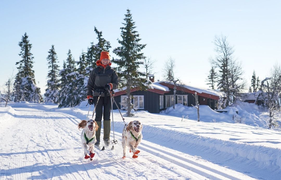 Dame på ski med to hunder