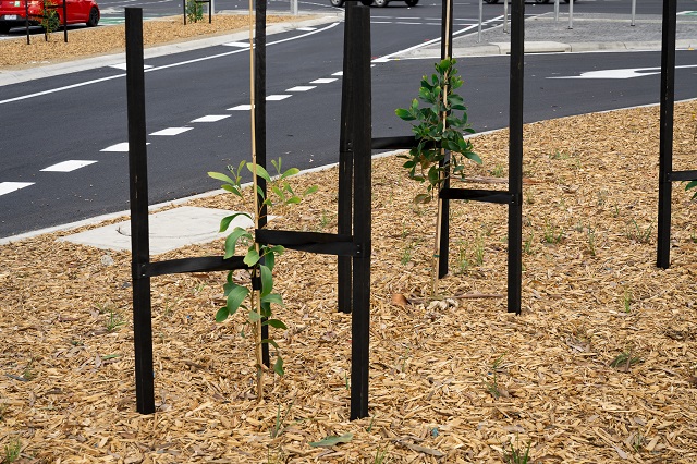 Image of new trees being planted as part of the Montrose intersection upgrade
