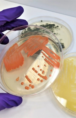 Disinfectant Efficacy Testing