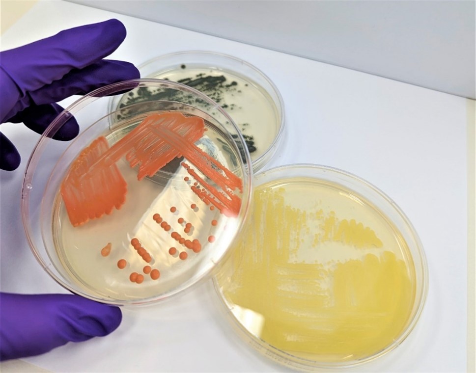 Disinfectant Efficacy Testing