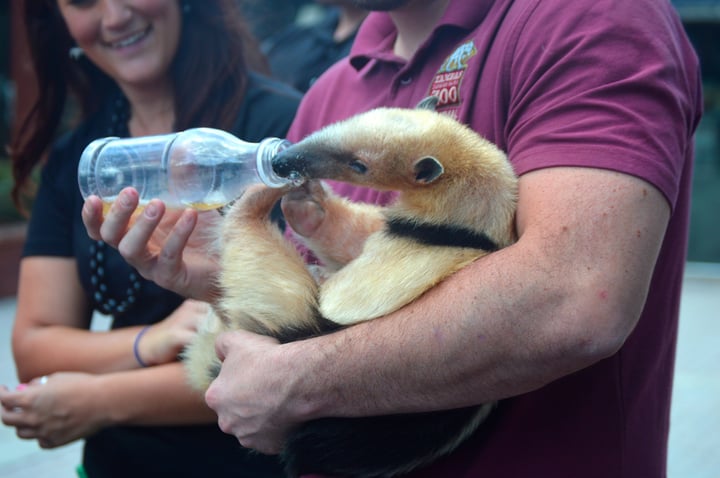 Live zoo animals at GIFF
