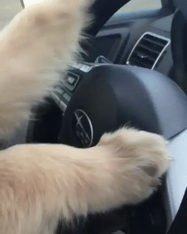 Dog driving a car