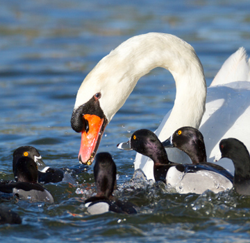 Lakeland swans