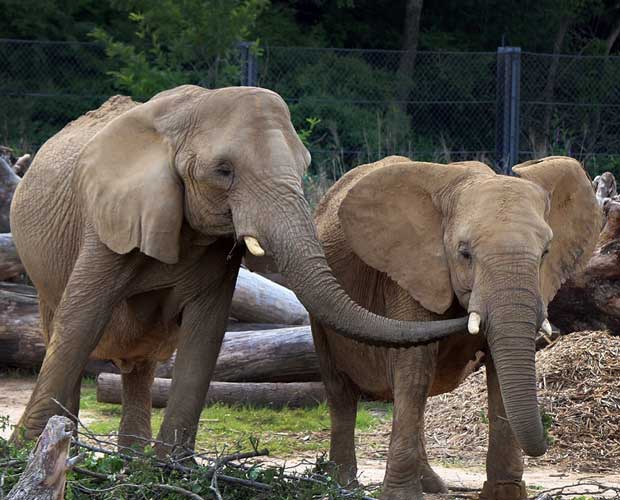Two elephants, standing. The larger one, on the left, is reaching her trunk out to the smaller one.
