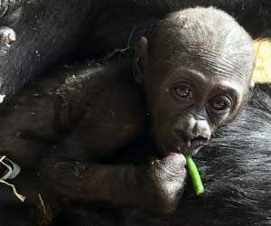 Calgary Zoo - Kimani