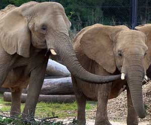 Two elephants, standing, at the Dallas Zoo. The larger one, on the left, is reaching her trunk out to the smaller one.