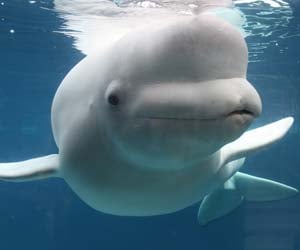 Mystic Aquarium - Juno