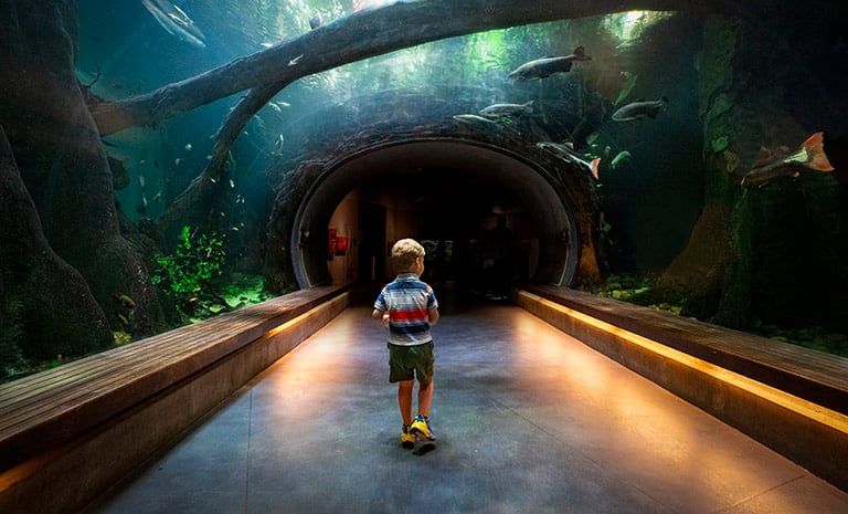 Photo of child visitor walking through the aquarium portion of California Academy of Sciences