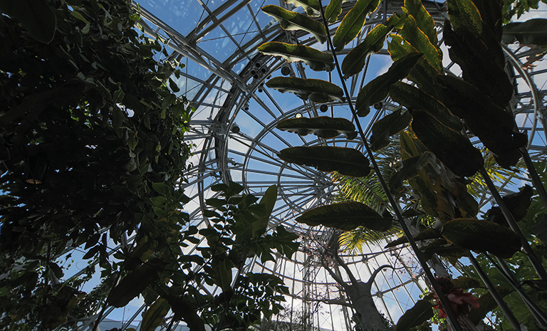 Photo of Houston Museum of Natural Science's indoor Butterfly Center with various trees in foreground