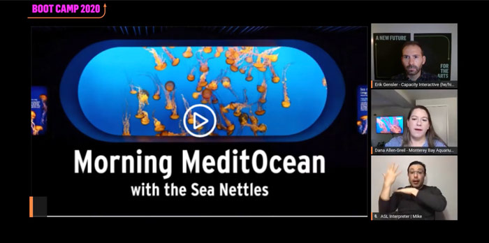 Screenshot showing a jellyfish tank with the words 'Morning MeditOcean with the Sea Nettles' overlaid. On the right, three webcams.