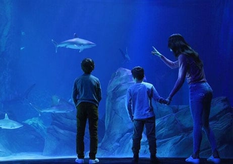 An adult and three children seen in near-silhouette against a large aquarium tank.