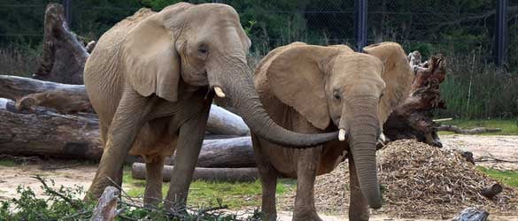 Two elephants, standing. The larger one, on the left, is reaching her trunk out to the smaller one.
