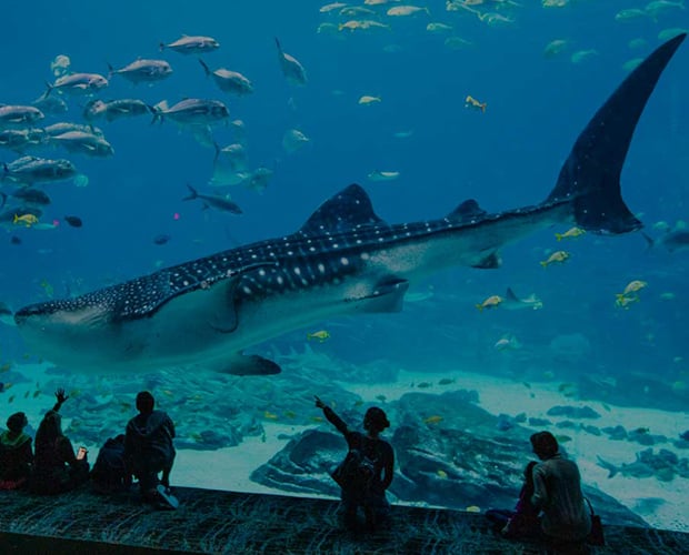 Guests point toward a huge whale shark and other fish in the Georgia Aquarium's Ocean Voyager gallery, the world's largest single aquatic exhibit.