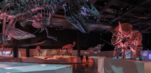 Two dinosaur skeletons lit up in the Houston Museum of Natural Science