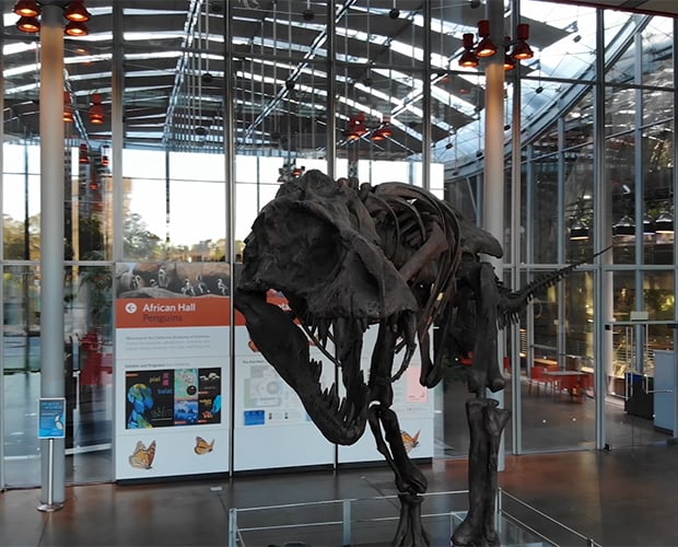 The complete fossil skeleton of a Tyrannosaurus Rex greets visitors in the lobby of the California Academy of Sciences.