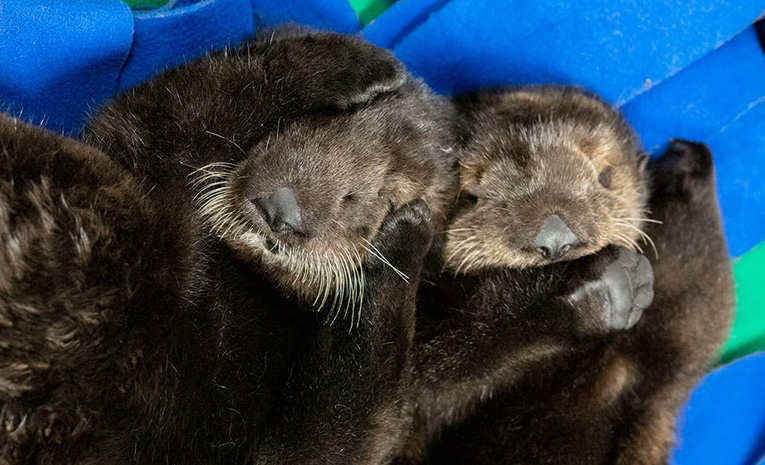 Sleeping sea otter pups at Shedd Aquarium.
